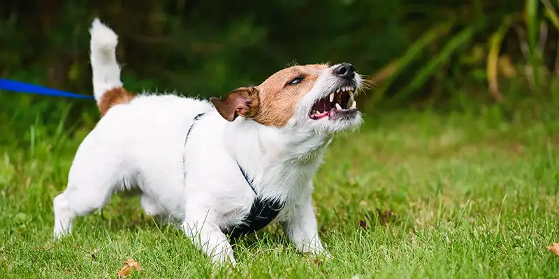 Dogs Showing Teeth and Biting