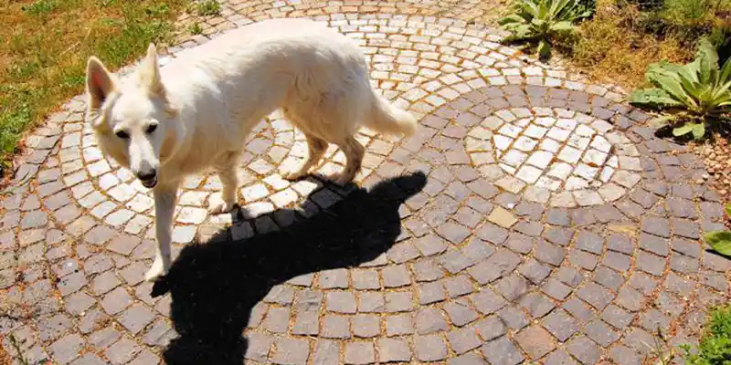 Dogs Walking in Circles Before Lying Down
