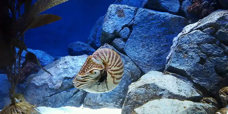 Singapore S.E.A. Aquarium