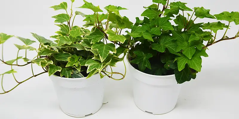 2 species of English ivy plants