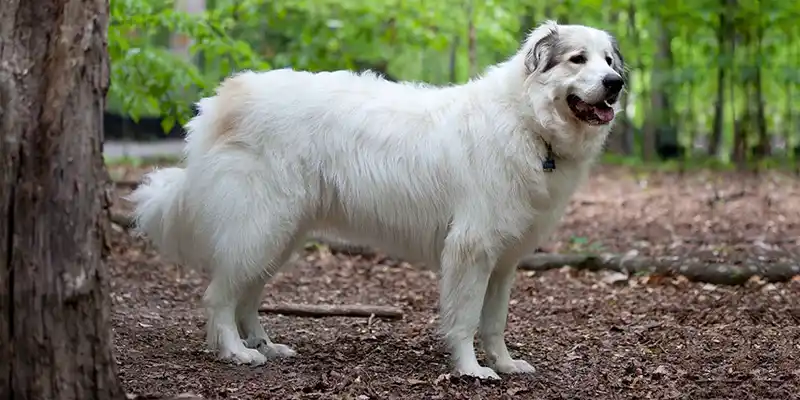 Calm Great Pyrenees