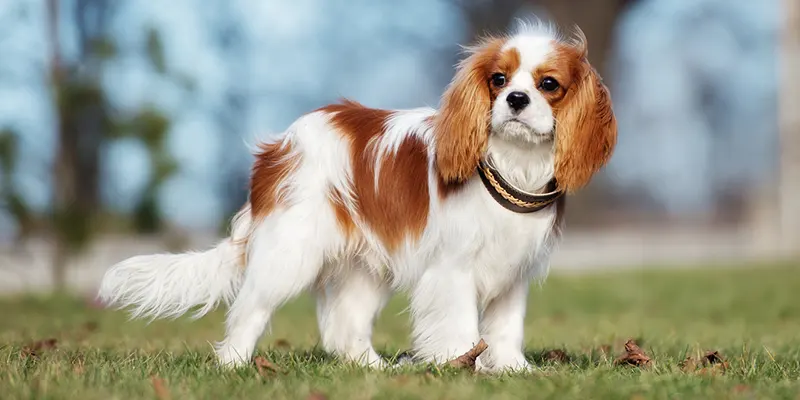 Easygoing Cavalier King Charles Spaniel