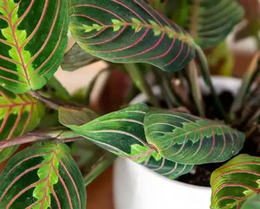 Benefits of Prayer Plants and How To Grow Them Indoors