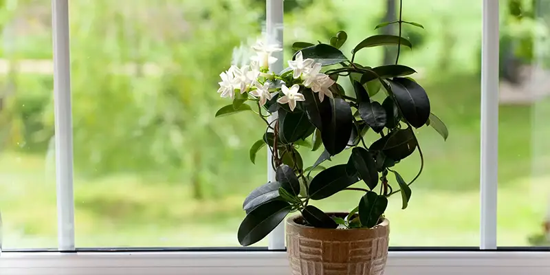 Indoor Jasmine Plants